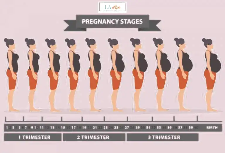First Trimester (Weeks 1–12): Early Changes You Might Not Notice Elstree Park
